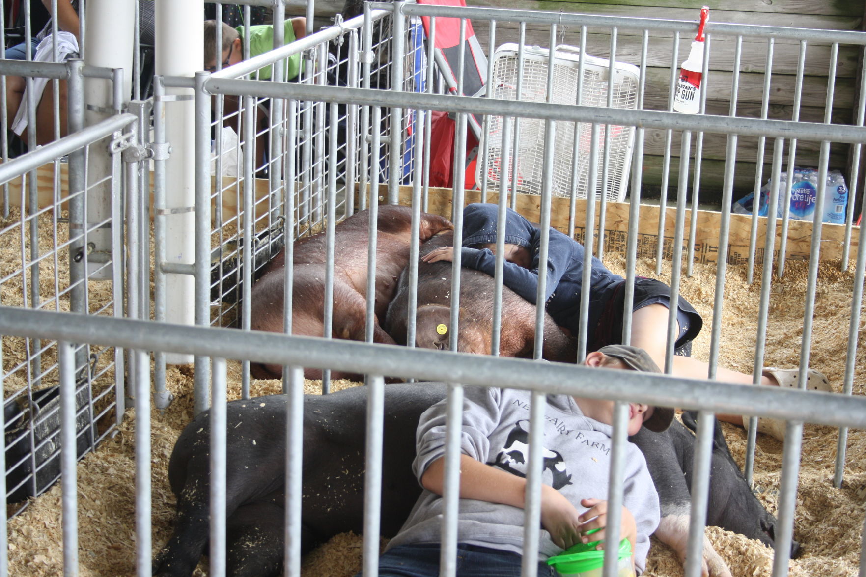 Sunday at the Dodge County Fair